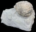 Cystoid (Holocystites) Fossil - Indiana #44607-3